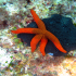 Red Star - Echinaster sepositus - Holding on to a spunch